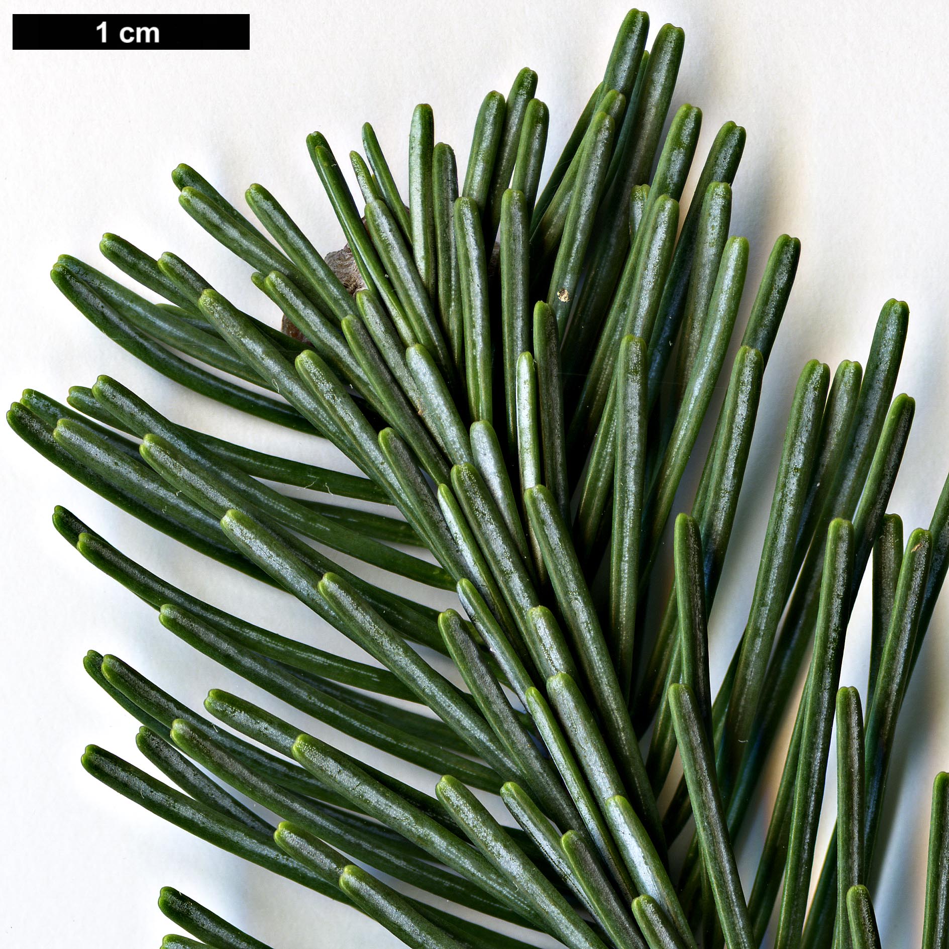 High resolution image: Family: Pinaceae - Genus: Abies - Taxon: lasiocarpa - SpeciesSub: var. arizonica